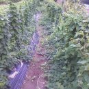 제갈농장 이미지