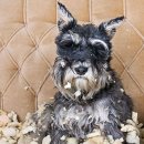 도그스퀘어 이미지