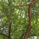 홍산향교 은행나무 이미지