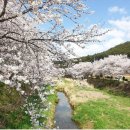 성북2리마을회관 | [충남/봄축제]2026년 4월 당진순성 벚꽃축제 총정리｜일정 주차 프로그램 맛집까지