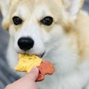 서울애견 이미지