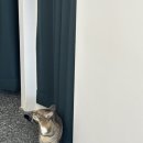 뽀블래
