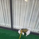 밥달라개