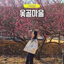 옻골로 | 대구 3월 꽃구경 명소 옻골마을 홍매화 산수유 개화상황