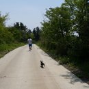 루루애견 이미지