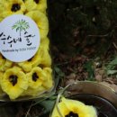 수수네숲
