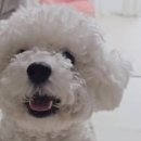 강아지 분리불안, 무관심이 약이다?(ft.보호자의 마음가짐)