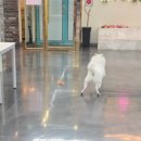 리츠펫 서산호수공원점 이미지