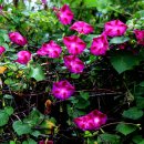 대일농장 이미지