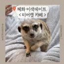 미어캣 | [대학로 혜화] 이색데이트 '미어캣파크' 솔직후기