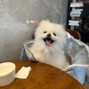 디이피 | 미사 신상카페 디이피커피바 애견동반 후기