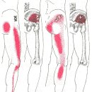 중둔근, 소둔근(Gluteus Medius and Minimus Muscle) 이미지