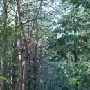 제61차 김해 고 노무현대통령 생가 봉화마을 숲길 트레킹(4월11일, 토요일) 이미지