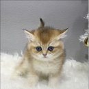 고양이라서 행복해 이미지