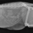 태일동물치과병원 이미지