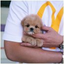 모량농장 | 대구비숑분양 모량 빵빵 귀여운 비숑프리제 분양 받았어요! (feat. 홍스퍼피)