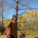 은행나무1길 | 전남 나주 남평은행나무수목원 실시간 단풍