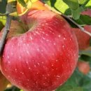 달콤한 사과이야기 이미지