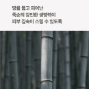 명가혜 | 한국 유일 죽순토너 🌿 오이오티 밤부히알 비건 에센스 토너 솔직 협찬후기 (더현대 팝업 정보까지!)