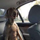 강아지집 이미지