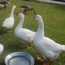 나나랜드 이미지