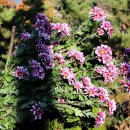 마린힐즈 이미지