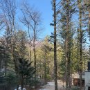 [평창] 밀브릿지 숙소 | 오대산 전나무 숲속 감성 숙소 내돈내산 후기 🌲💚