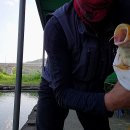 황금향어 이미지