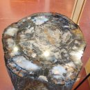 NEW  보석나라 | Shut down 해소 소식에 먼 길을 달려간 Petrified Forest National Park