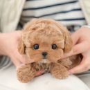 광주강아지분양 고양이분양 미유펫 본점 이미지