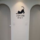 고양이호텔 윤집사 | 부천 고양이호텔 '고양이호텔윤집사'에서 호텔링한 우리 봉봉이