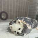 이솜 동물병원 이미지