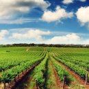 사항농장 이미지