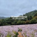 [경북/상주] 상주숙소 추천, 제이앤제이풀빌라 후기(feat. 문희농원)