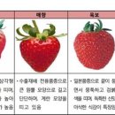 딸기 티스토리