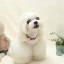 댄디애견 이미지