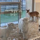 주주실내낚시클럽 | (송도 실내동물원)애니멀클럽 송도 주말 오후 방문후기