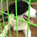 Border collie 보더콜리 , 아산 콜리가 너무 순하다네요 . 이미지