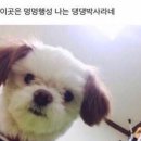 나는 댕댕 이미지