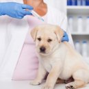 보듬어 줄개 이미지