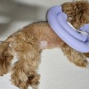 빅토리아펫 강아지고양이 잠실점 이미지