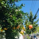 온누리옥산약국 이미지