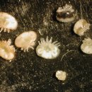 바로아 응애(Varroa mite)가 있는 꿀벌에 대한 자연 치료법 - 상표명 : 비 바이탈(Beevital)사용 벌집 청소 방법(옥살산(oxalic acid) 이미지