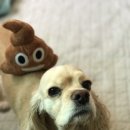 도씨네일
