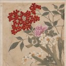 중현초(푸른아파트담장) | [이종민의 나무 오디세이 73] 빨간 열매·알록달록 잎의 아름다운 진면목 '겨울 남천' (2026. 1.10.)