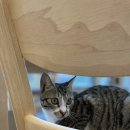 냥스테이 이미지