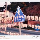 고양이는외계인 이미지