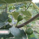 배꼽농원 이미지