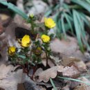 개복수초 Adonis pseudoamurensis W.T. Wang 종 이미지