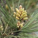 심이섭 | 함평 송은정(松隱亭)